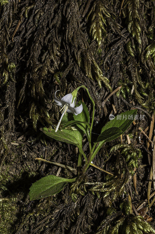 风铃花是一种风铃花，俗称淡风铃花和Scouler's harebell。桔梗科。马鞍山州立自然保护区是俄勒冈州西北部的一个州立公园。位于北俄勒冈海岸山脉